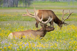 Elk rest in tall grass surrounded by wildflowers, Gibbon Meadow, Cervus canadensis, Gibbon Meadows, Yellowstone National Park, Wyoming