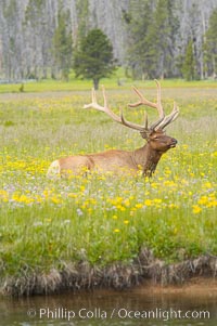 Elk rest in tall grass surrounded by wildflowers, Gibbon Meadow, Cervus canadensis, Gibbon Meadows, Yellowstone National Park, Wyoming