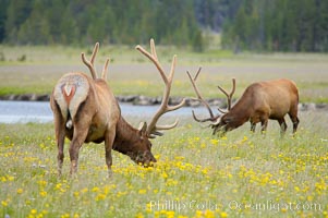 Elk grazing among wildflowers in Gibbon Meadow, Cervus canadensis, Gibbon Meadows, Yellowstone National Park, Wyoming