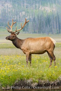 Bull elk, antlers bearing velvet, Gibbon Meadow. Elk are the most abundant large mammal found in Yellowstone National Park. More than 30,000 elk from 8 different herds summer in Yellowstone and approximately 15,000 to 22,000 winter in the park. Bulls grow antlers annually from the time they are nearly one year old. When mature, a bulls rack may have 6 to 8 points or tines on each side and weigh more than 30 pounds. The antlers are shed in March or April and begin regrowing in May, when the bony growth is nourished by blood vessels and covered by furry-looking velvet, Cervus canadensis, Gibbon Meadows