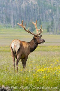 Bull elk, antlers bearing velvet, Gibbon Meadow. Elk are the most abundant large mammal found in Yellowstone National Park. More than 30,000 elk from 8 different herds summer in Yellowstone and approximately 15,000 to 22,000 winter in the park. Bulls grow antlers annually from the time they are nearly one year old. When mature, a bulls rack may have 6 to 8 points or tines on each side and weigh more than 30 pounds. The antlers are shed in March or April and begin regrowing in May, when the bony growth is nourished by blood vessels and covered by furry-looking velvet, Cervus canadensis, Gibbon Meadows