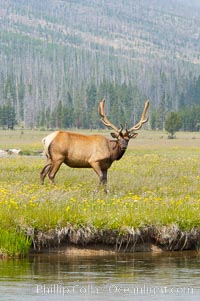 Bull elk, antlers bearing velvet, Gibbon Meadow. Elk are the most abundant large mammal found in Yellowstone National Park. More than 30,000 elk from 8 different herds summer in Yellowstone and approximately 15,000 to 22,000 winter in the park. Bulls grow antlers annually from the time they are nearly one year old. When mature, a bulls rack may have 6 to 8 points or tines on each side and weigh more than 30 pounds. The antlers are shed in March or April and begin regrowing in May, when the bony growth is nourished by blood vessels and covered by furry-looking velvet, Cervus canadensis, Gibbon Meadows