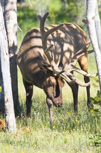 Elk rubbing antlers against a tree to remove the velvet coating, Cervus canadensis, Yellowstone National Park, Wyoming