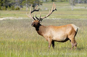 Bull elk, antlers bearing velvet, Gibbon Meadow. Elk are the most abundant large mammal found in Yellowstone National Park. More than 30,000 elk from 8 different herds summer in Yellowstone and approximately 15,000 to 22,000 winter in the park. Bulls grow antlers annually from the time they are nearly one year old. When mature, a bulls rack may have 6 to 8 points or tines on each side and weigh more than 30 pounds. The antlers are shed in March or April and begin regrowing in May, when the bony growth is nourished by blood vessels and covered by furry-looking velvet, Cervus canadensis, Gibbon Meadows