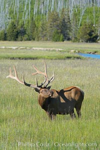 Bull elk, antlers bearing velvet, Gibbon Meadow. Elk are the most abundant large mammal found in Yellowstone National Park. More than 30,000 elk from 8 different herds summer in Yellowstone and approximately 15,000 to 22,000 winter in the park. Bulls grow antlers annually from the time they are nearly one year old. When mature, a bulls rack may have 6 to 8 points or tines on each side and weigh more than 30 pounds. The antlers are shed in March or April and begin regrowing in May, when the bony growth is nourished by blood vessels and covered by furry-looking velvet, Cervus canadensis, Gibbon Meadows