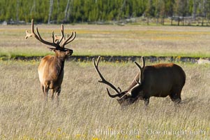 Bull elk, Gibbon Meadow, summer, Cervus canadensis, Gibbon Meadows, Yellowstone National Park, Wyoming