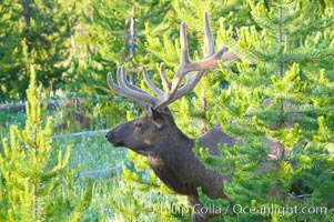 Elk rest in wooded areas during the midday heat, summer, Cervus canadensis, Yellowstone National Park, Wyoming