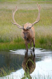 Elk in the Gibbon River, Cervus canadensis, Gibbon Meadows, Yellowstone National Park, Wyoming