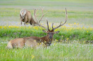 Elk grazing, Gibbon Meadow, Cervus canadensis, Gibbon Meadows, Yellowstone National Park, Wyoming