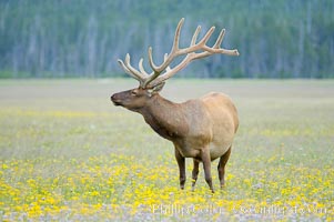 Bull elk, antlers bearing velvet, Gibbon Meadow. Elk are the most abundant large mammal found in Yellowstone National Park. More than 30,000 elk from 8 different herds summer in Yellowstone and approximately 15,000 to 22,000 winter in the park. Bulls grow antlers annually from the time they are nearly one year old. When mature, a bulls rack may have 6 to 8 points or tines on each side and weigh more than 30 pounds. The antlers are shed in March or April and begin regrowing in May, when the bony growth is nourished by blood vessels and covered by furry-looking velvet, Cervus canadensis, Gibbon Meadows