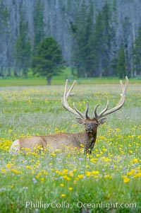 Elk rest in tall grass surrounded by wildflowers, Gibbon Meadow, Cervus canadensis, Gibbon Meadows, Yellowstone National Park, Wyoming