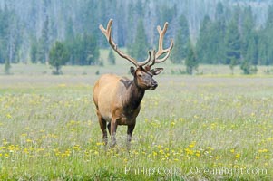 Bull elk, antlers bearing velvet, Gibbon Meadow. Elk are the most abundant large mammal found in Yellowstone National Park. More than 30,000 elk from 8 different herds summer in Yellowstone and approximately 15,000 to 22,000 winter in the park. Bulls grow antlers annually from the time they are nearly one year old. When mature, a bulls rack may have 6 to 8 points or tines on each side and weigh more than 30 pounds. The antlers are shed in March or April and begin regrowing in May, when the bony growth is nourished by blood vessels and covered by furry-looking velvet, Cervus canadensis, Gibbon Meadows