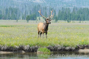 Bull elk, antlers bearing velvet, Gibbon Meadow. Elk are the most abundant large mammal found in Yellowstone National Park. More than 30,000 elk from 8 different herds summer in Yellowstone and approximately 15,000 to 22,000 winter in the park. Bulls grow antlers annually from the time they are nearly one year old. When mature, a bulls rack may have 6 to 8 points or tines on each side and weigh more than 30 pounds. The antlers are shed in March or April and begin regrowing in May, when the bony growth is nourished by blood vessels and covered by furry-looking velvet, Cervus canadensis, Gibbon Meadows