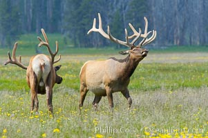 Bull elk spar to establish harems of females, Gibbon Meadow, Cervus canadensis, Gibbon Meadows, Yellowstone National Park, Wyoming