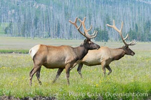 Bull elk, antlers bearing velvet, Gibbon Meadow. Elk are the most abundant large mammal found in Yellowstone National Park. More than 30,000 elk from 8 different herds summer in Yellowstone and approximately 15,000 to 22,000 winter in the park. Bulls grow antlers annually from the time they are nearly one year old. When mature, a bulls rack may have 6 to 8 points or tines on each side and weigh more than 30 pounds. The antlers are shed in March or April and begin regrowing in May, when the bony growth is nourished by blood vessels and covered by furry-looking velvet, Cervus canadensis, Gibbon Meadows