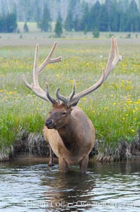 Elk in the Gibbon River, Cervus canadensis, Gibbon Meadows, Yellowstone National Park, Wyoming