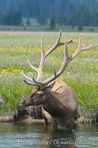 Elk in the Gibbon River, Cervus canadensis, Gibbon Meadows, Yellowstone National Park, Wyoming