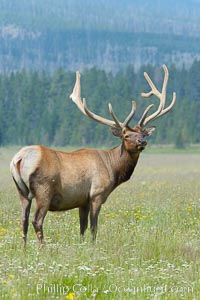 Bull elk, antlers bearing velvet, Gibbon Meadow. Elk are the most abundant large mammal found in Yellowstone National Park. More than 30,000 elk from 8 different herds summer in Yellowstone and approximately 15,000 to 22,000 winter in the park. Bulls grow antlers annually from the time they are nearly one year old. When mature, a bulls rack may have 6 to 8 points or tines on each side and weigh more than 30 pounds. The antlers are shed in March or April and begin regrowing in May, when the bony growth is nourished by blood vessels and covered by furry-looking velvet, Cervus canadensis, Gibbon Meadows