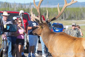 Tourists get a good look at wild elk who have become habituated to human presence in Yellowstone National Park, Cervus canadensis