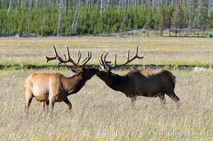 Bull elk spar to establish harems of females, Gibbon Meadow, Cervus canadensis, Gibbon Meadows, Yellowstone National Park, Wyoming