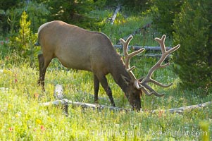 Elk are often found in shady wooded areas during the midday heat, summer, Cervus canadensis, Yellowstone National Park, Wyoming