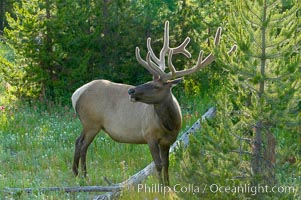 Elk are often found in shady wooded areas during the midday heat, summer, Cervus canadensis, Yellowstone National Park, Wyoming