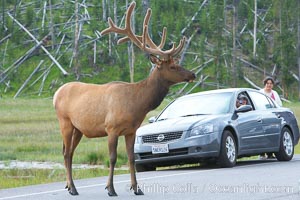 Tourists get a good look at wild elk who have become habituated to human presence in Yellowstone National Park, Cervus canadensis