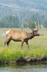 Bull elk, antlers bearing velvet, Gibbon Meadow. Elk are the most abundant large mammal found in Yellowstone National Park. More than 30,000 elk from 8 different herds summer in Yellowstone and approximately 15,000 to 22,000 winter in the park. Bulls grow antlers annually from the time they are nearly one year old. When mature, a bulls rack may have 6 to 8 points or tines on each side and weigh more than 30 pounds. The antlers are shed in March or April and begin regrowing in May, when the bony growth is nourished by blood vessels and covered by furry-looking velvet, Cervus canadensis, Gibbon Meadows