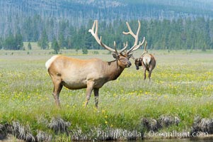 Bull elk, antlers bearing velvet, Gibbon Meadow. Elk are the most abundant large mammal found in Yellowstone National Park. More than 30,000 elk from 8 different herds summer in Yellowstone and approximately 15,000 to 22,000 winter in the park. Bulls grow antlers annually from the time they are nearly one year old. When mature, a bulls rack may have 6 to 8 points or tines on each side and weigh more than 30 pounds. The antlers are shed in March or April and begin regrowing in May, when the bony growth is nourished by blood vessels and covered by furry-looking velvet, Cervus canadensis, Gibbon Meadows