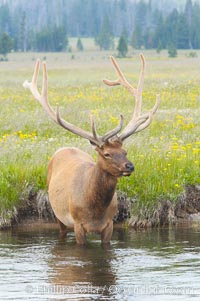 Elk in the Gibbon River, Cervus canadensis, Gibbon Meadows, Yellowstone National Park, Wyoming