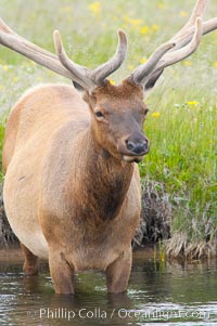 Elk in the Gibbon River, Cervus canadensis, Gibbon Meadows, Yellowstone National Park, Wyoming