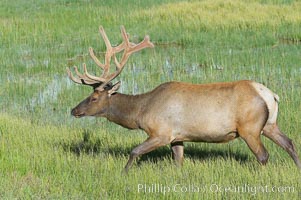 Bull elk, antlers bearing velvet, Gibbon Meadow. Elk are the most abundant large mammal found in Yellowstone National Park. More than 30,000 elk from 8 different herds summer in Yellowstone and approximately 15,000 to 22,000 winter in the park. Bulls grow antlers annually from the time they are nearly one year old. When mature, a bulls rack may have 6 to 8 points or tines on each side and weigh more than 30 pounds. The antlers are shed in March or April and begin regrowing in May, when the bony growth is nourished by blood vessels and covered by furry-looking velvet, Cervus canadensis, Gibbon Meadows