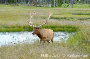 Elk in the Gibbon River, Cervus canadensis, Gibbon Meadows, Yellowstone National Park, Wyoming