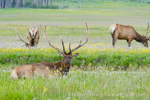 Bull elk, antlers bearing velvet, Gibbon Meadow. Elk are the most abundant large mammal found in Yellowstone National Park. More than 30,000 elk from 8 different herds summer in Yellowstone and approximately 15,000 to 22,000 winter in the park. Bulls grow antlers annually from the time they are nearly one year old. When mature, a bulls rack may have 6 to 8 points or tines on each side and weigh more than 30 pounds. The antlers are shed in March or April and begin regrowing in May, when the bony growth is nourished by blood vessels and covered by furry-looking velvet, Cervus canadensis, Gibbon Meadows