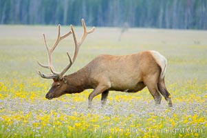 Elk grazing among wildflowers in Gibbon Meadow, Cervus canadensis, Gibbon Meadows, Yellowstone National Park, Wyoming