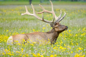 Elk rest in tall grass surrounded by wildflowers, Gibbon Meadow, Cervus canadensis, Gibbon Meadows, Yellowstone National Park, Wyoming