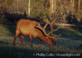 Bull elk grazing as sunrise. This elks antlers are growing rapidly during summer as the mating season approaches, note the velvet covering the growing antlers, Cervus canadensis, Yellowstone National Park, Wyoming