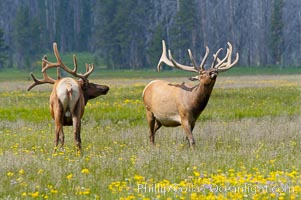 Bull elk spar to establish harems of females, Gibbon Meadow, Cervus canadensis, Gibbon Meadows, Yellowstone National Park, Wyoming