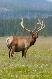 Bull elk, antlers bearing velvet, Gibbon Meadow. Elk are the most abundant large mammal found in Yellowstone National Park. More than 30,000 elk from 8 different herds summer in Yellowstone and approximately 15,000 to 22,000 winter in the park. Bulls grow antlers annually from the time they are nearly one year old. When mature, a bulls rack may have 6 to 8 points or tines on each side and weigh more than 30 pounds. The antlers are shed in March or April and begin regrowing in May, when the bony growth is nourished by blood vessels and covered by furry-looking velvet, Cervus canadensis, Gibbon Meadows