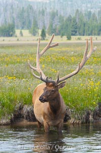 Elk in the Gibbon River, Cervus canadensis, Gibbon Meadows, Yellowstone National Park, Wyoming