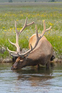 Elk in the Gibbon River, Cervus canadensis, Gibbon Meadows, Yellowstone National Park, Wyoming