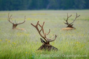 Elk rest in tall grass during the midday heat, Gibbon Meadow, Cervus canadensis, Gibbon Meadows, Yellowstone National Park, Wyoming