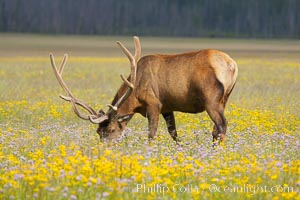 Elk graze and rest among wildflowers blooming in the Gibbon Meadow, summer, Cervus canadensis, Gibbon Meadows, Yellowstone National Park, Wyoming
