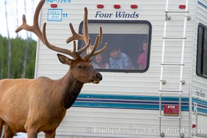 Tourists get a good look at wild elk who have become habituated to human presence in Yellowstone National Park, Cervus canadensis