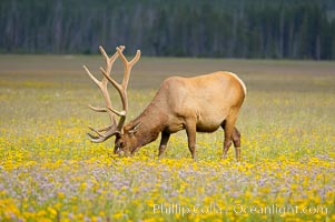 Elk grazing among wildflowers in Gibbon Meadow, Cervus canadensis, Gibbon Meadows, Yellowstone National Park, Wyoming