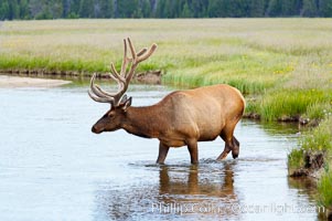 Elk in the Gibbon River, Cervus canadensis, Gibbon Meadows, Yellowstone National Park, Wyoming