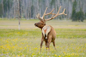 Bull elk, antlers bearing velvet, Gibbon Meadow. Elk are the most abundant large mammal found in Yellowstone National Park. More than 30,000 elk from 8 different herds summer in Yellowstone and approximately 15,000 to 22,000 winter in the park. Bulls grow antlers annually from the time they are nearly one year old. When mature, a bulls rack may have 6 to 8 points or tines on each side and weigh more than 30 pounds. The antlers are shed in March or April and begin regrowing in May, when the bony growth is nourished by blood vessels and covered by furry-looking velvet, Cervus canadensis, Gibbon Meadows