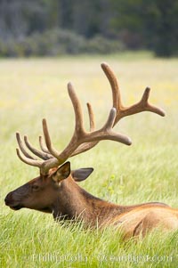 Bull elk, antlers bearing velvet, Gibbon Meadow. Elk are the most abundant large mammal found in Yellowstone National Park. More than 30,000 elk from 8 different herds summer in Yellowstone and approximately 15,000 to 22,000 winter in the park. Bulls grow antlers annually from the time they are nearly one year old. When mature, a bulls rack may have 6 to 8 points or tines on each side and weigh more than 30 pounds. The antlers are shed in March or April and begin regrowing in May, when the bony growth is nourished by blood vessels and covered by furry-looking velvet, Cervus canadensis, Gibbon Meadows