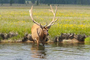 Elk in the Gibbon River, Cervus canadensis, Gibbon Meadows, Yellowstone National Park, Wyoming