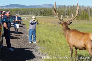 Tourists get a good look at wild elk who have become habituated to human presence in Yellowstone National Park, Cervus canadensis